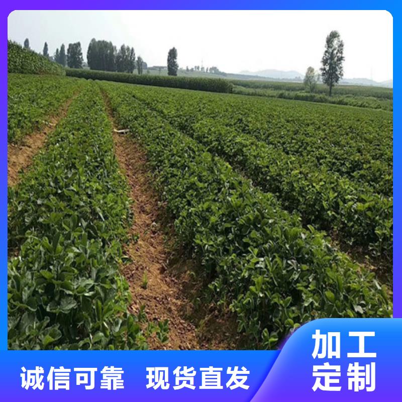 生產紅99草莓苗的實力廠家