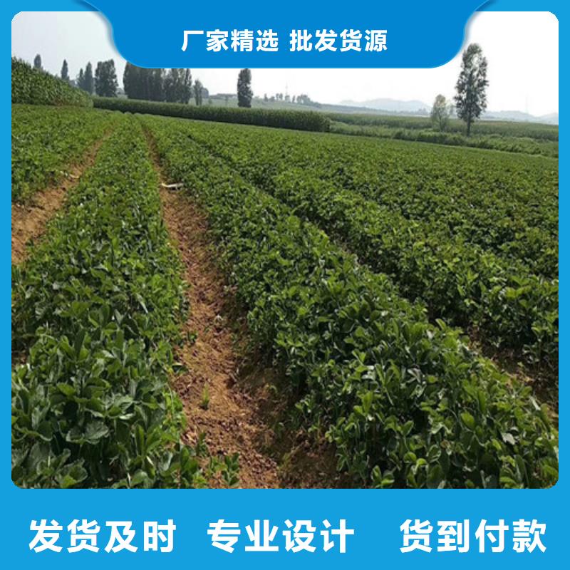 草莓苗蘋果苗快速發(fā)貨