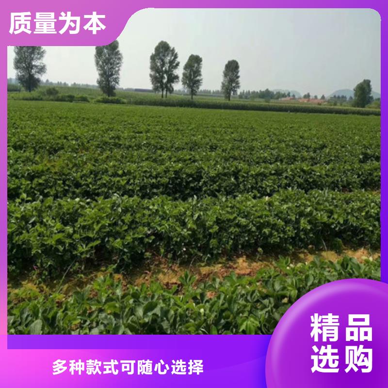 草莓苗-夏黑葡萄苗多種款式可隨心選擇