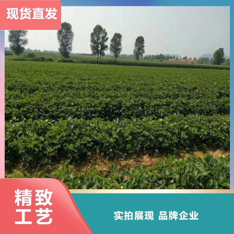 草莓苗-梨樹苗基地實力工廠