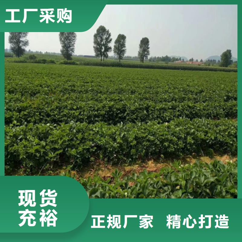 草莓苗【果樹苗批發基地】規格型號全