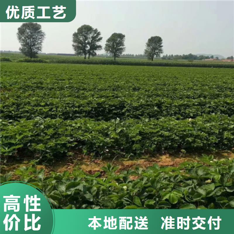 草莓苗_柱状梨树苗经验丰富质量放心