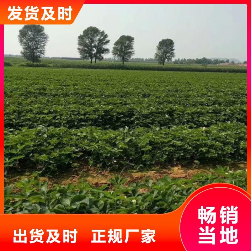 草莓苗葡萄苗基地精品选购