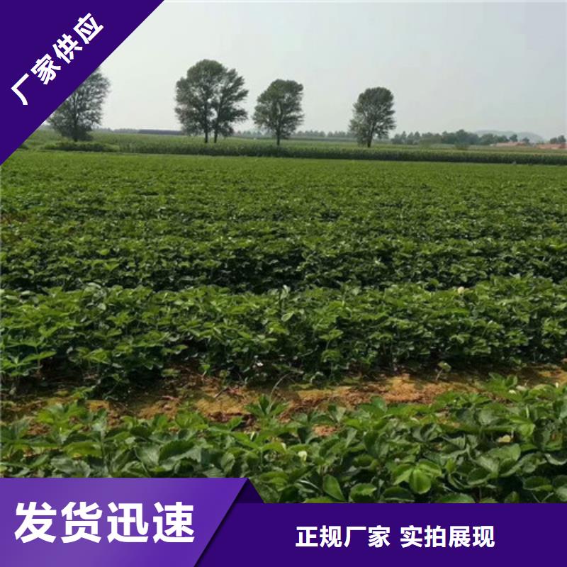 草莓苗-【冬桃树苗】规格型号全