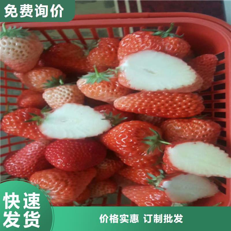 草莓苗-【黑珍珠草莓苗】現(xiàn)貨充裕