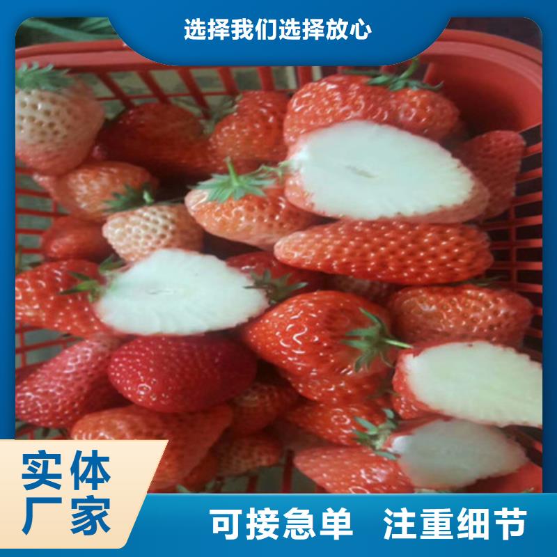 草莓苗 黄宝石梨树苗优良材质
