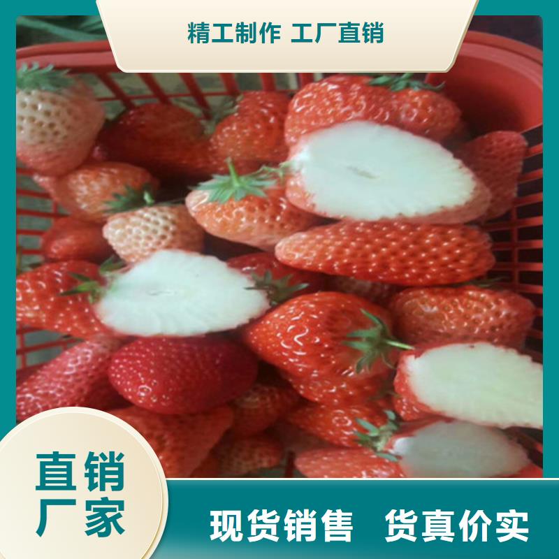 草莓苗-【冬桃树苗】规格型号全