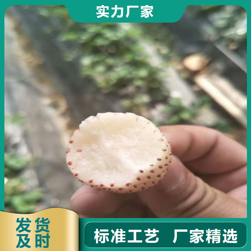 草莓苗陽光玫瑰葡萄樹苗自有生產工廠