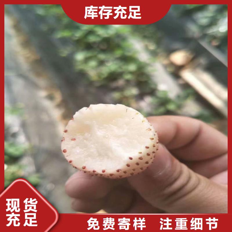 草莓苗蜂糖李子樹苗質(zhì)量優(yōu)價格低