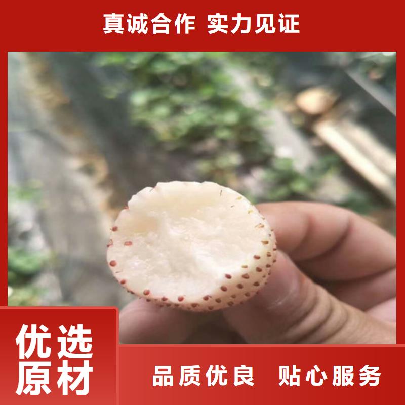 草莓苗_苹果苗海量现货直销