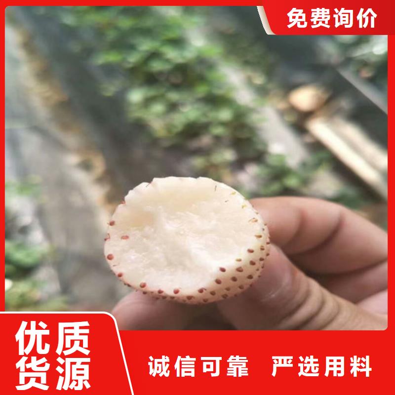 草莓苗青苹果树苗随心所欲定制