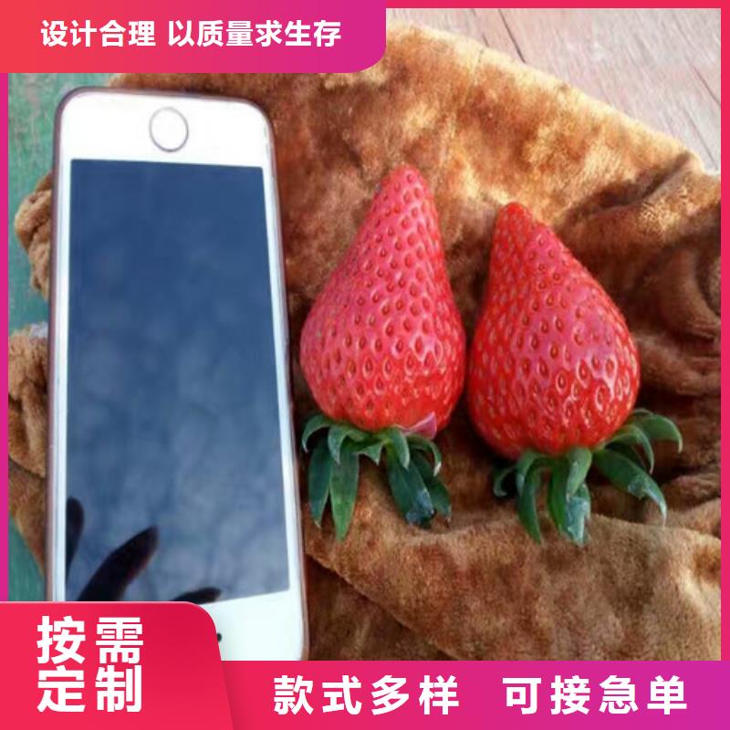 草莓苗桃樹苗基地設(shè)計制造銷售服務(wù)一體