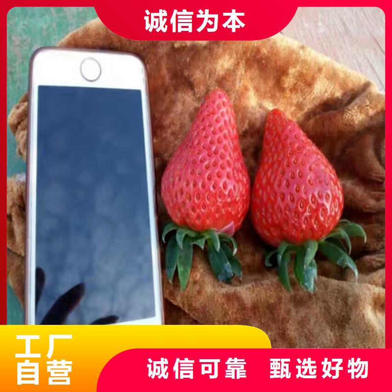 草莓苗_蘋果苗用心做好細節