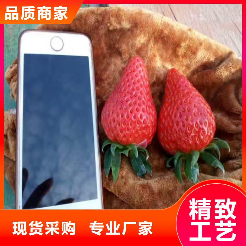 草莓苗吉塞拉6号砧木用心服务