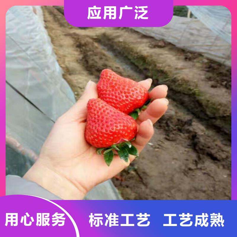 草莓苗葡萄苗基地货真价实