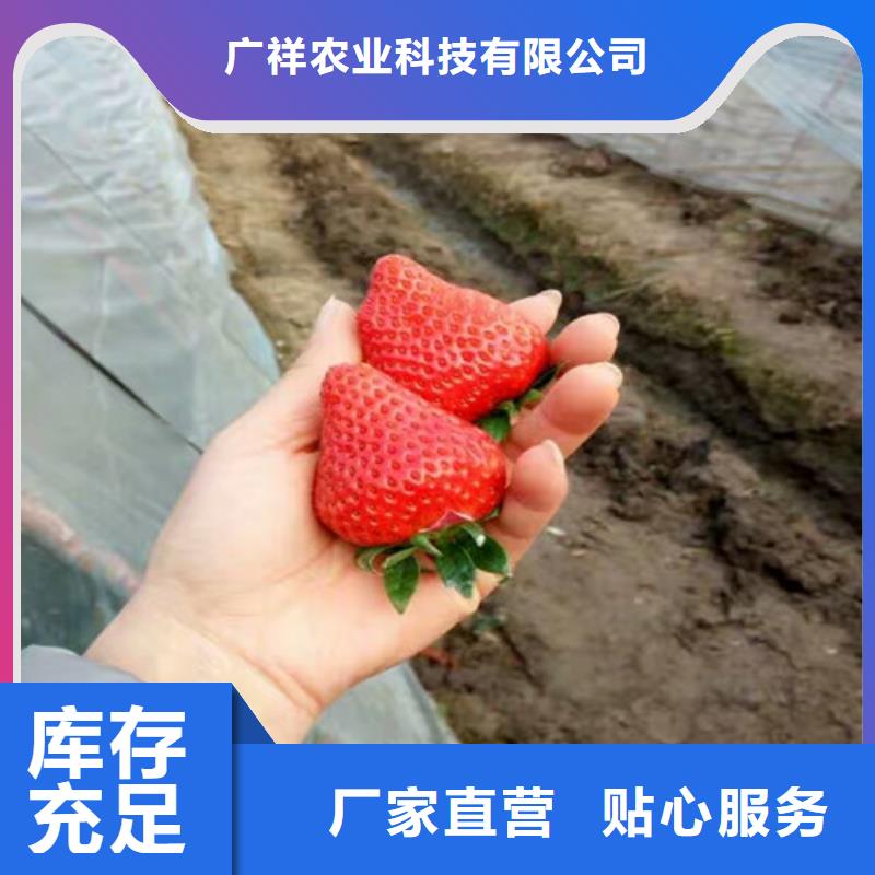 草莓苗桃树苗基地定制零售批发
