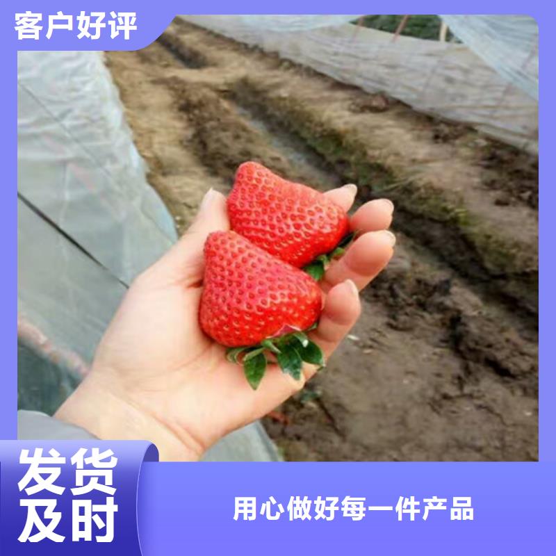 草莓苗-蘋果苗專業(yè)廠家