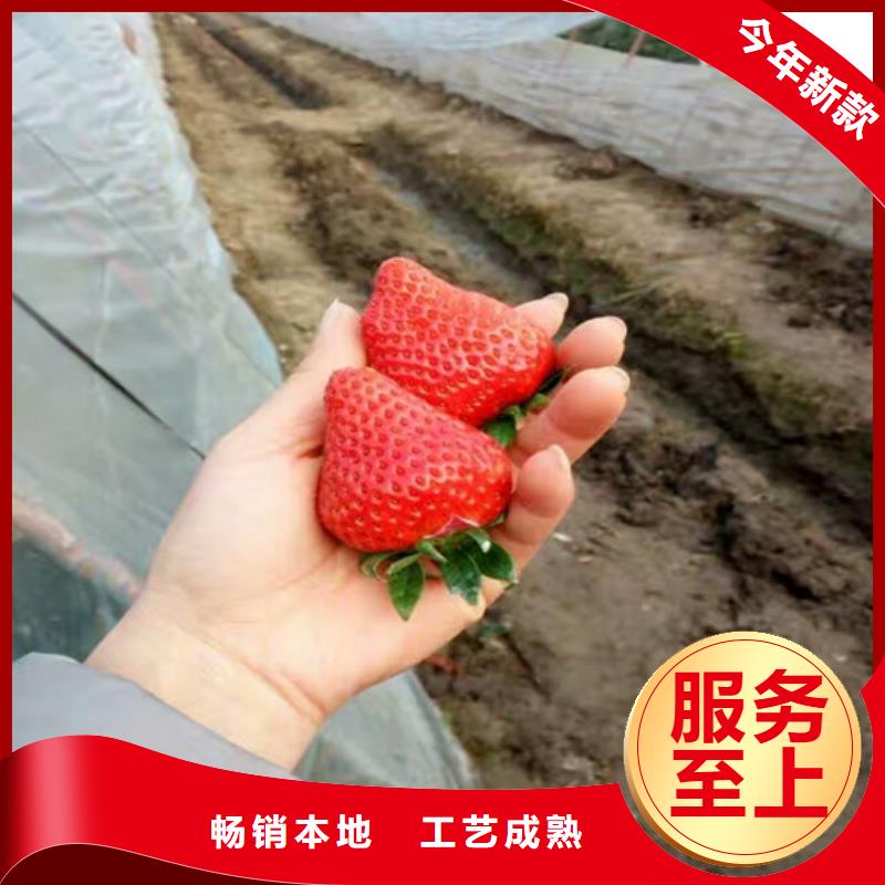 草莓苗果树苗批发货源