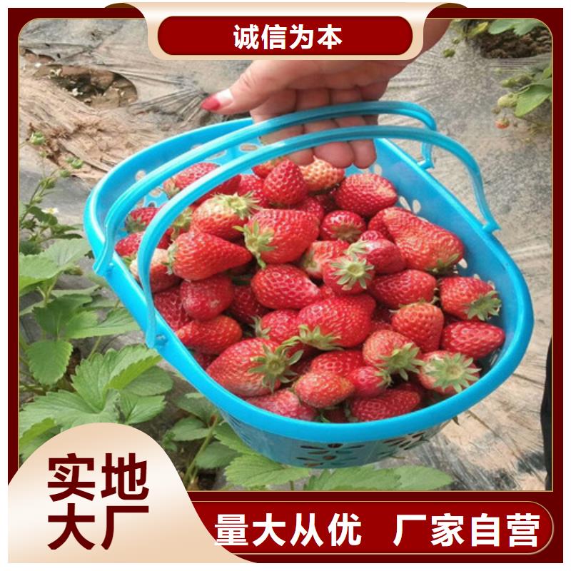 草莓苗香椿树苗厂家规格全