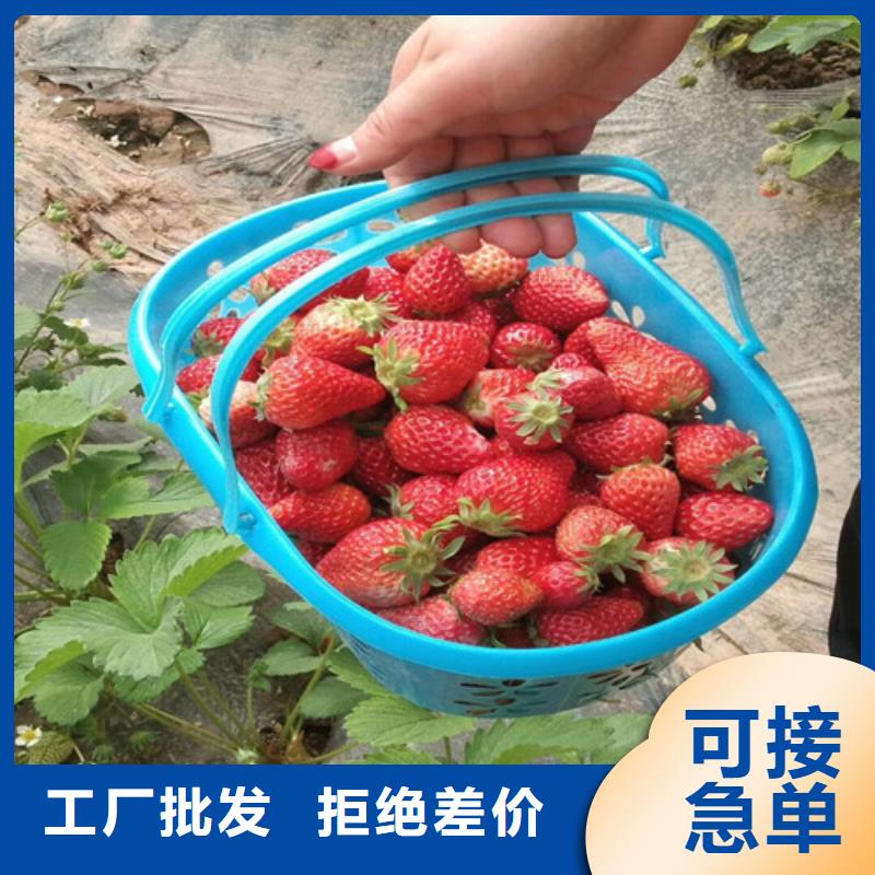 草莓苗天仙醉草莓苗每一处都是匠心制作