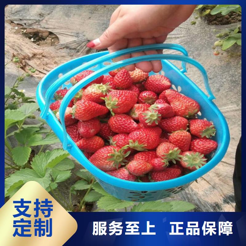 草莓苗_柱状梨树苗经验丰富质量放心