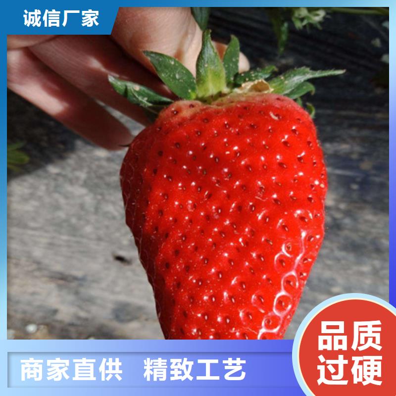 草莓苗板栗苗支持大批量采購(gòu)