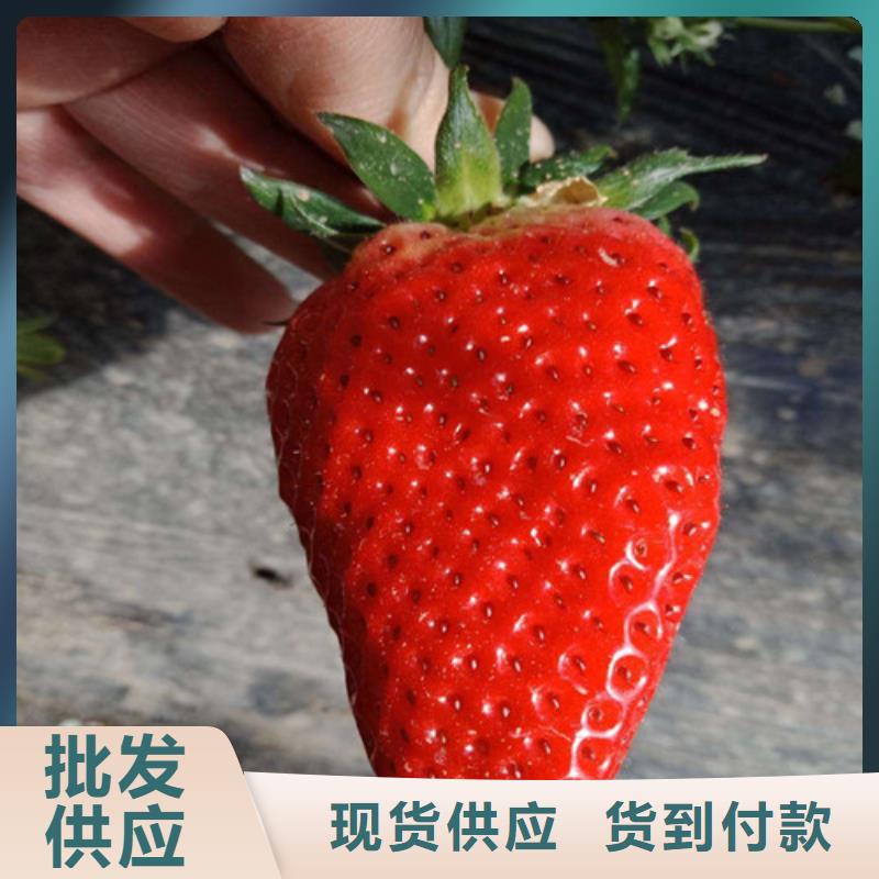 羅湖哪里批發圣誕紅草莓苗，圣誕紅草莓苗價格
