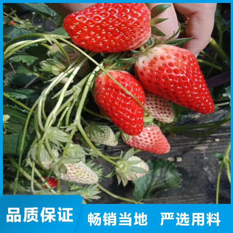 【草莓苗】_草莓苗價格信譽至上