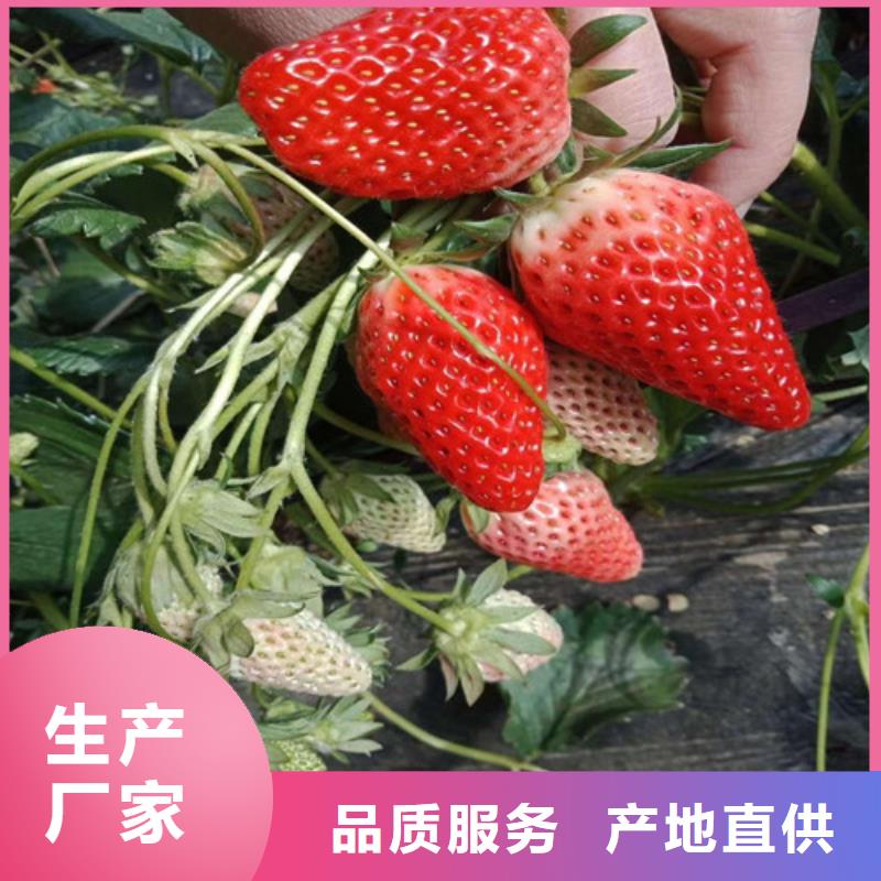 草莓苗 艾琳娜西梅树苗真材实料加工定制