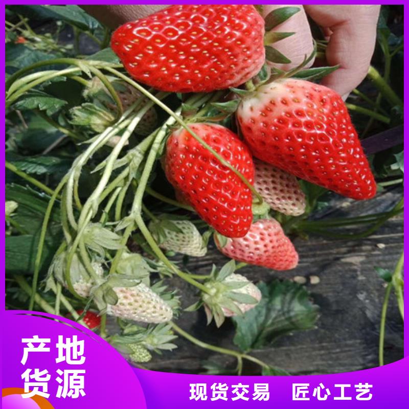 桃树苗视频-桃树苗-广西省贵港市港北|平南|百色|南宁|防城港|梧州【周边】品牌