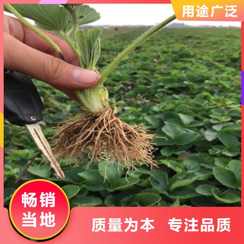 草莓苗桃树苗基地定制零售批发