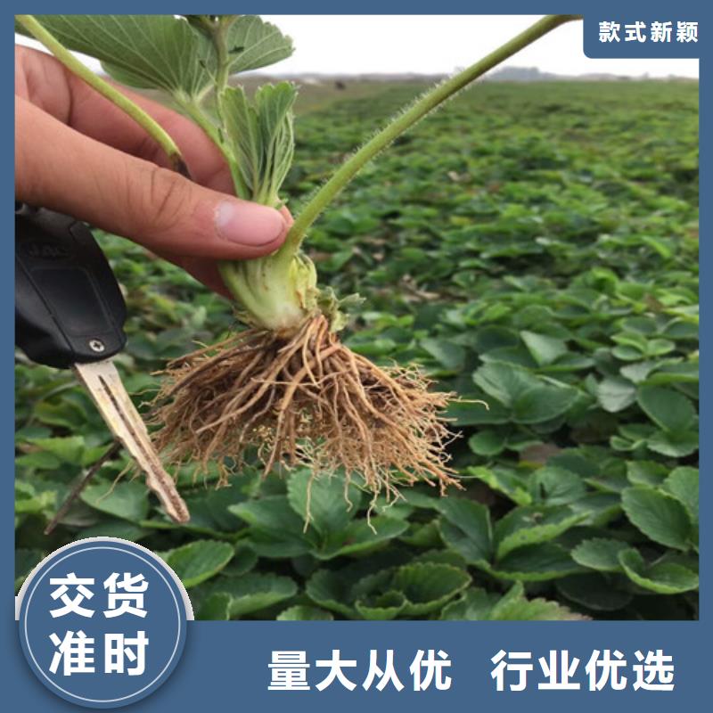 草莓苗黄金苹果树苗基地原厂制造