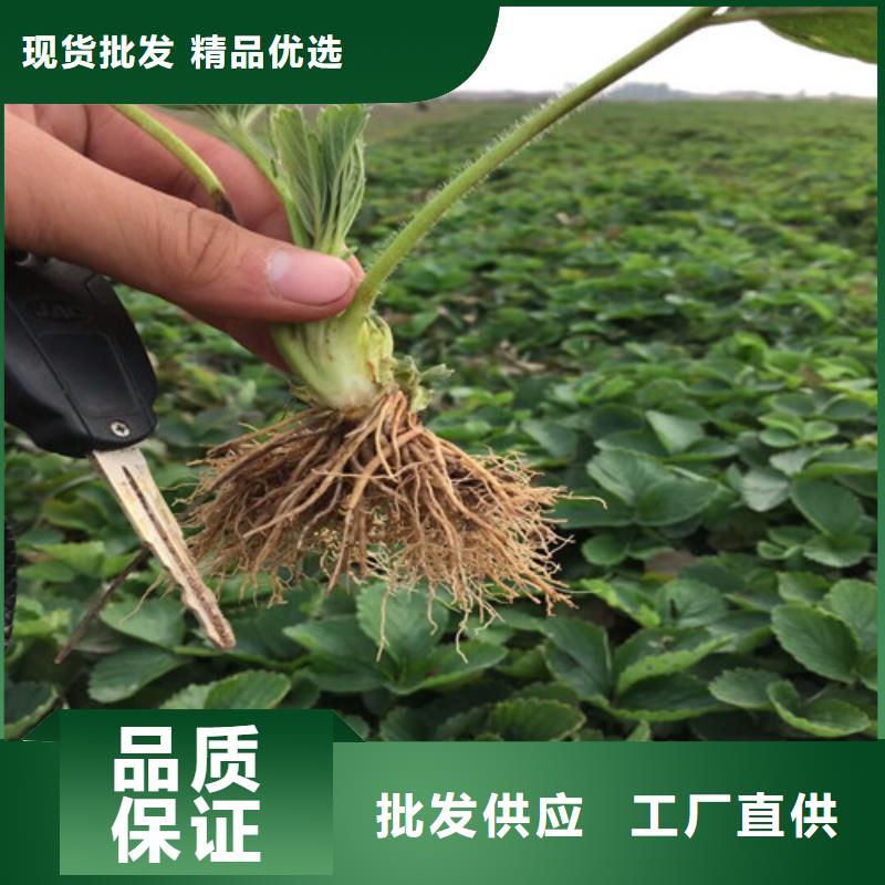草莓苗_梨树苗按需定制真材实料
