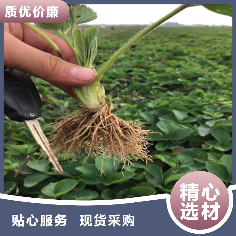 草莓苗桃樹苗制造生產銷售