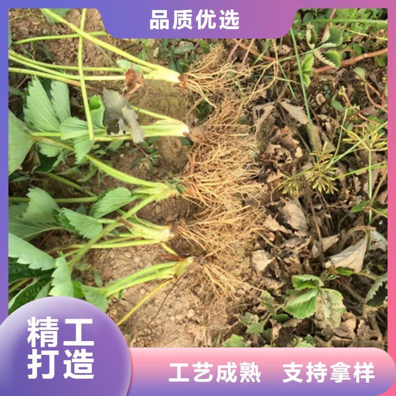 草莓苗-香椿樹(shù)苗閃電發(fā)貨
