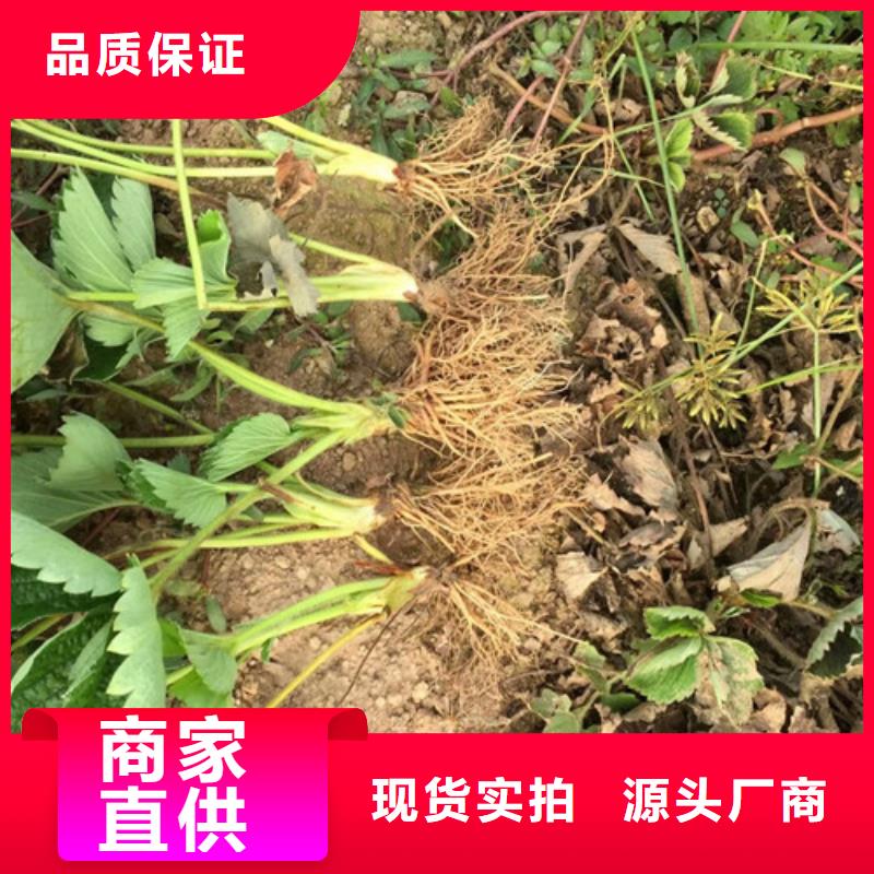 巧克力草莓苗