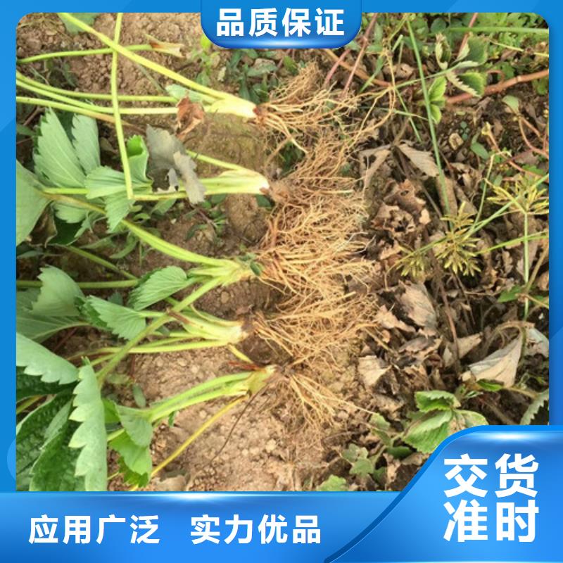 草莓苗,【大棚草莓苗】用心做產(chǎn)品