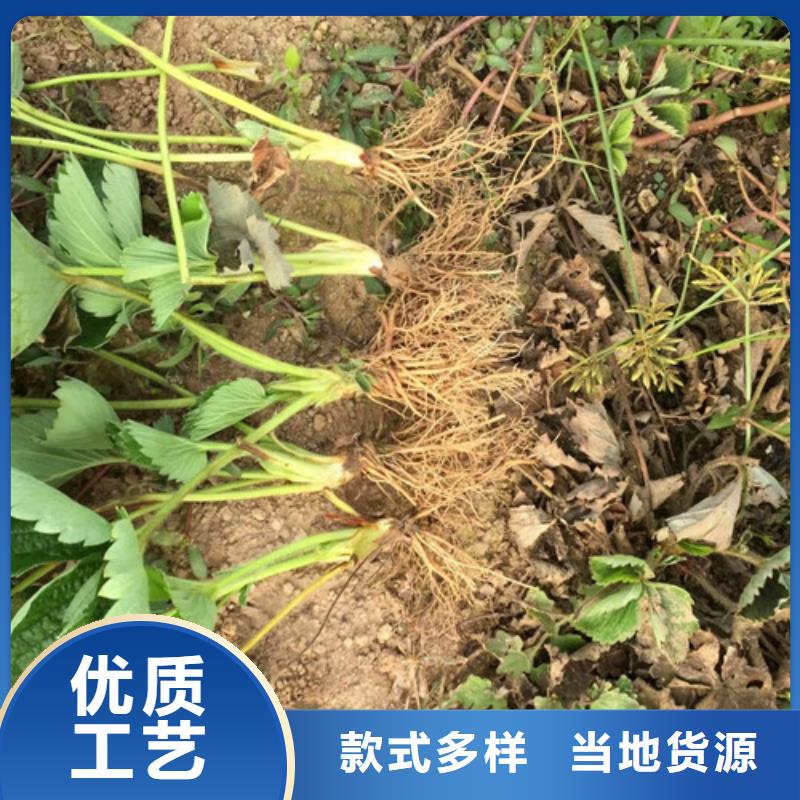 草莓苗-火箭大樱桃树苗用心服务