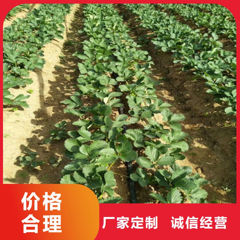 【草莓苗】果樹苗批發基地價格低