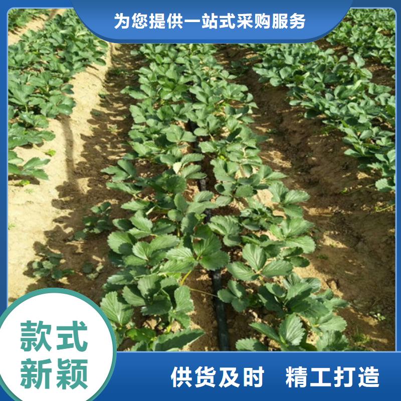 桃树苗视频-贵州省毕节市广祥桃树苗可服务区域黔西|大方|遵义|黔南|安顺|六盘水|铜仁|贵阳等