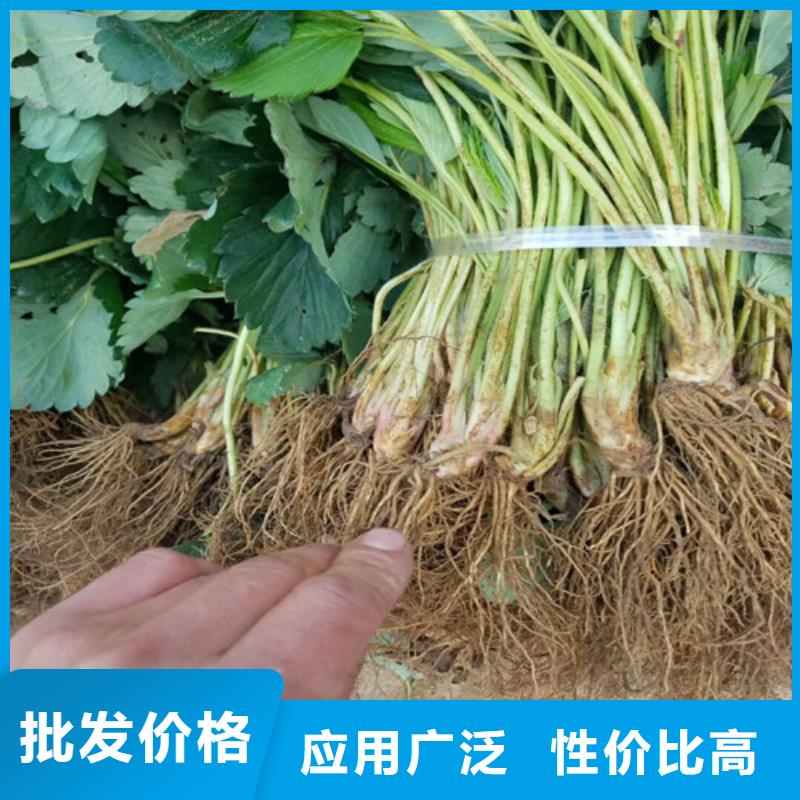 草莓苗黄金苹果树苗基地原厂制造