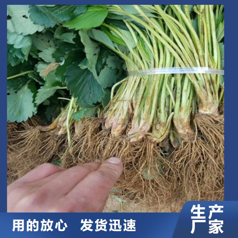 草莓苗香梨树苗工厂现货供应