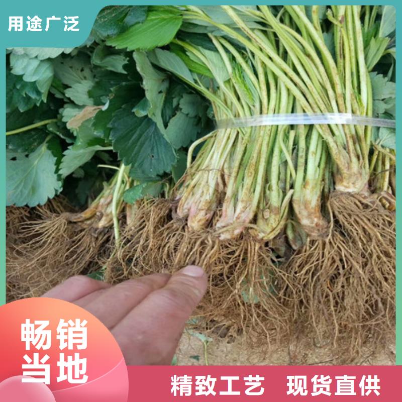草莓苗藍(lán)寶石葡萄苗真正讓利給買家