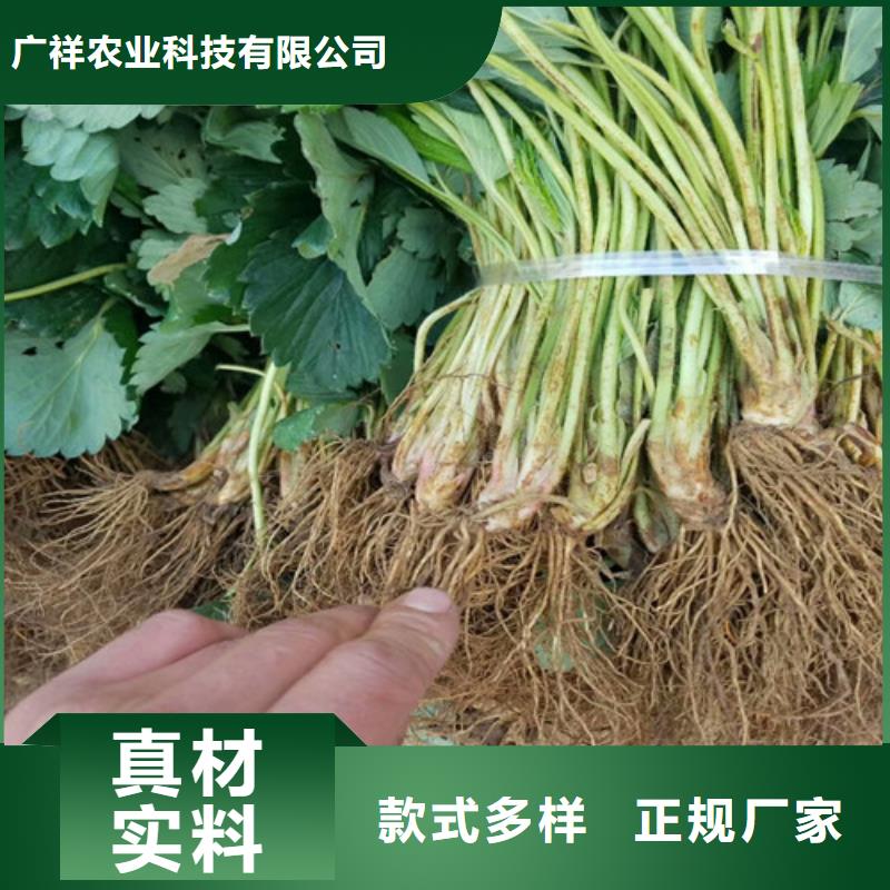 哪里賣妙香草莓苗，妙香草莓苗種植條件