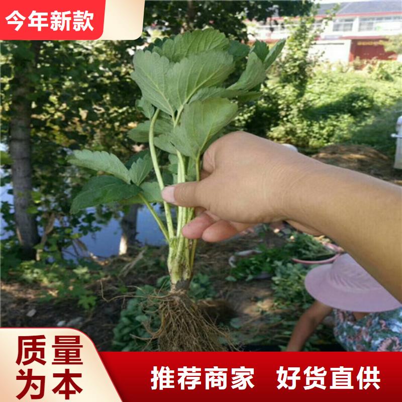 草莓苗阳光玫瑰葡萄树苗自有生产工厂