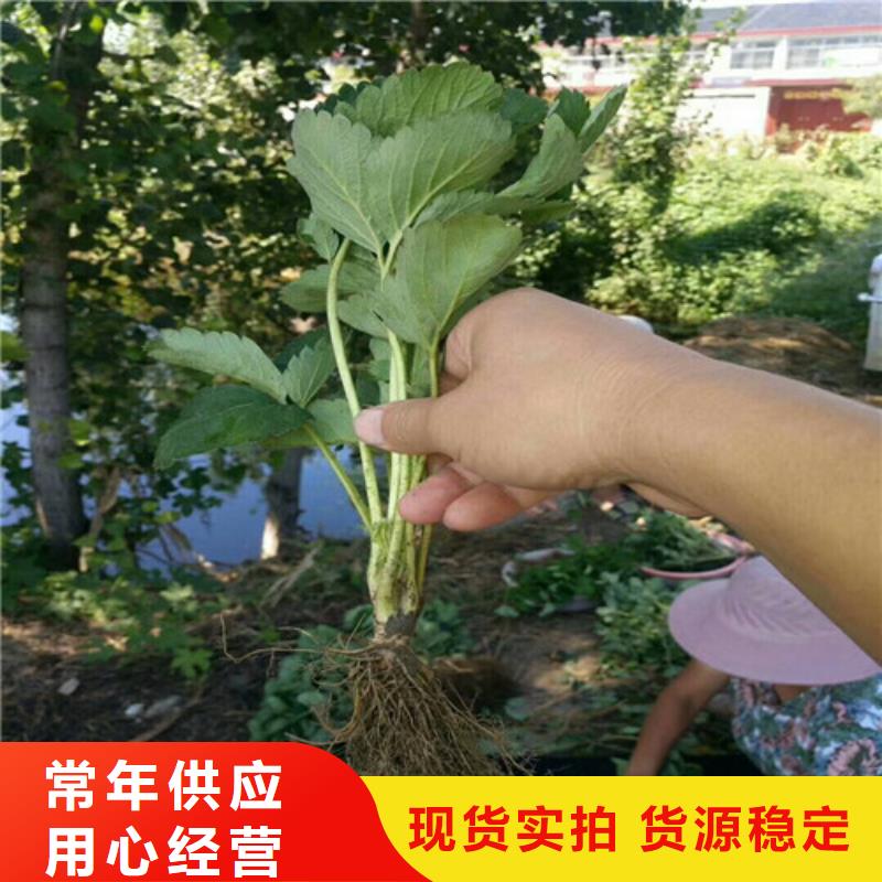 隴西圣誕紅草莓苗施工