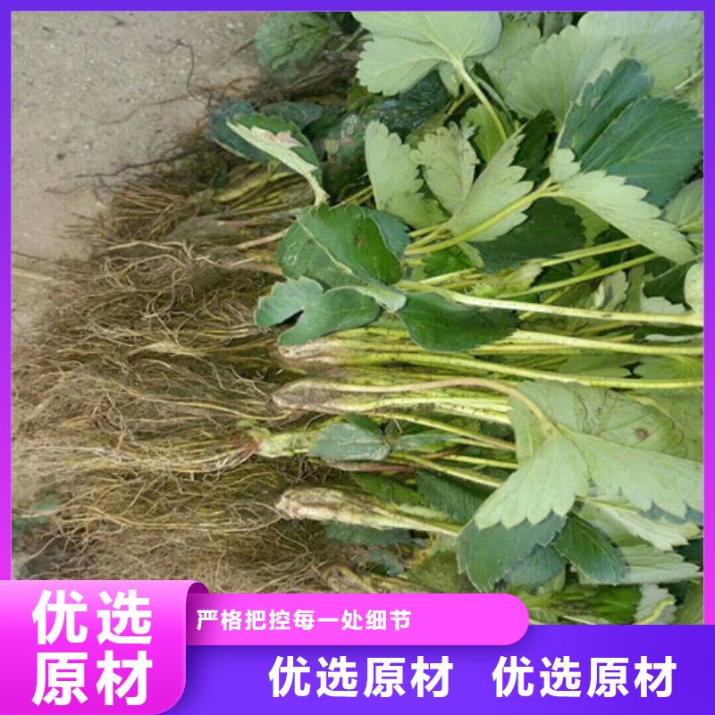 草莓苗-香椿樹(shù)苗閃電發(fā)貨