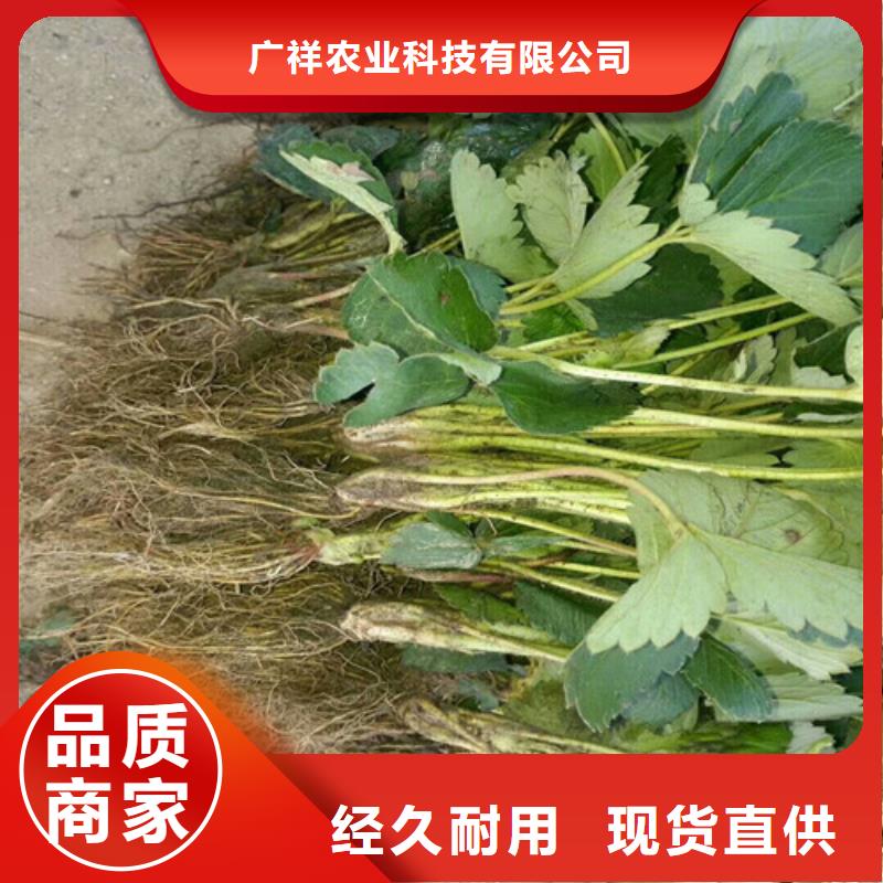 【草莓苗】黃寶石梨樹苗采購無憂