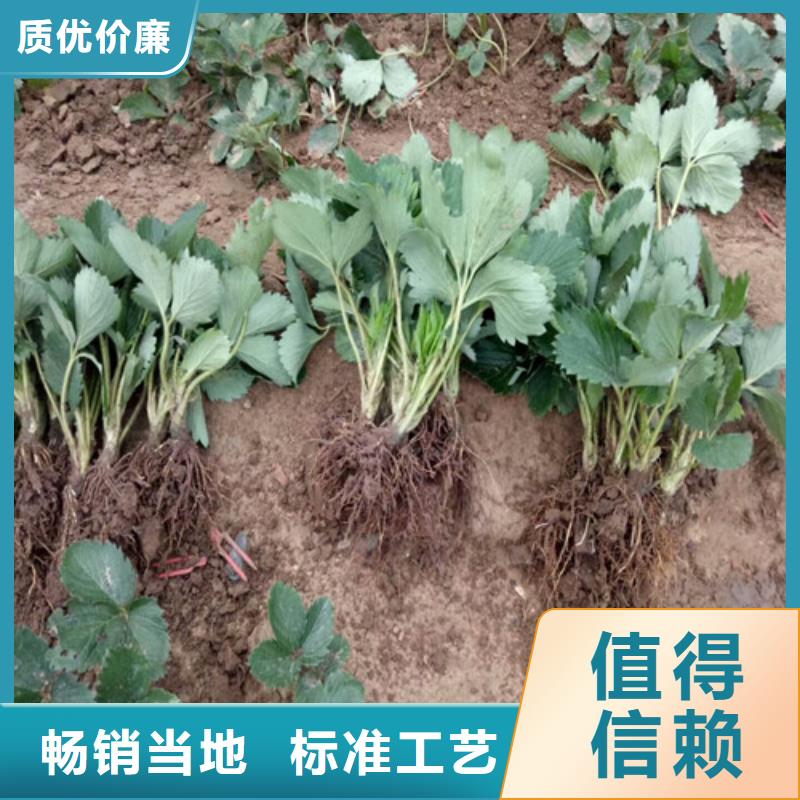 草莓苗果树苗批发基地订制批发