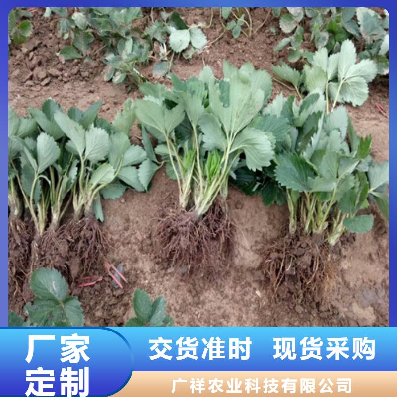 草莓苗果树苗高品质诚信厂家